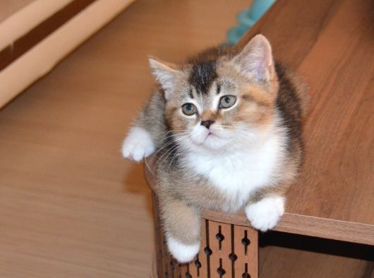 Mükemmel Kalite British Shorthair Yavrular görsel