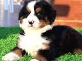 Ruhsatli̇ Çi̇fli̇kten Bernese Mountai̇n Dog Yavrulari İstanbul