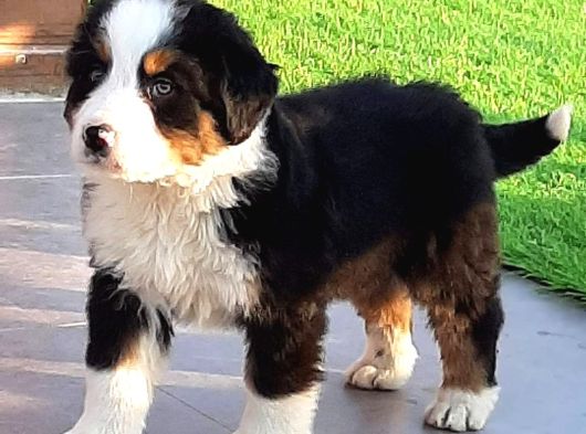 Ruhsatli̇ Çi̇fli̇kten Bernese Mountai̇n Dog Yavrulari İstanbul görsel