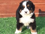 Ruhsatli̇ Çi̇fli̇kten Bernese Mountai̇n Dog Yavrulari İstanbul