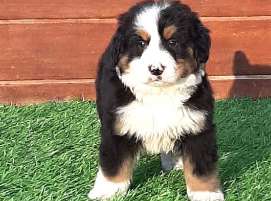 Ruhsatli̇ Çi̇fli̇kten Bernese Mountai̇n Dog Yavrulari İstanbul görsel