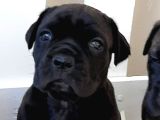 Cane Corsa Yavrulari İstanbul