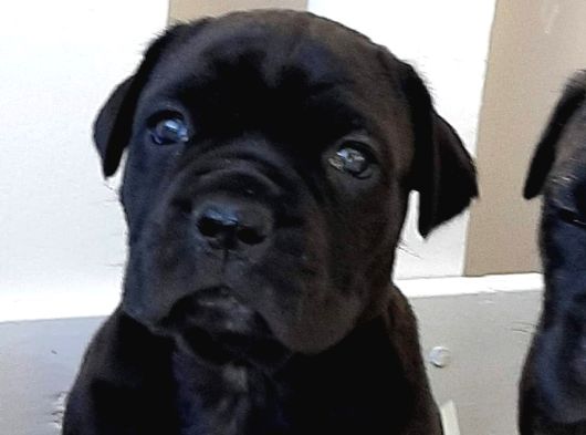 Cane Corsa Yavrulari İstanbul görsel