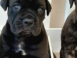 Cane Corsa Yavrulari İstanbul