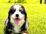 RUHSATLİ ÇİFLİKTEN BERNESE MOUNTAİN DOG YAVRULARI İSTANBUL