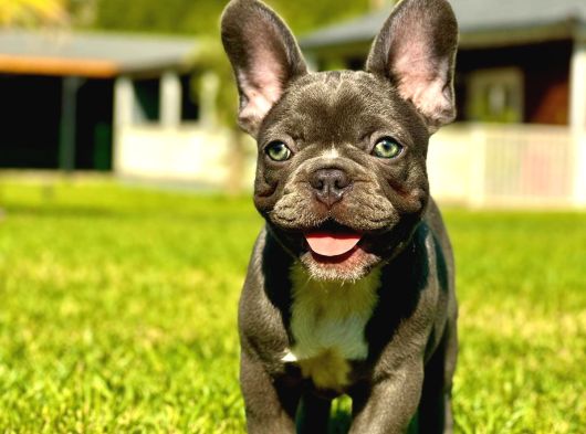 RUHSATLİ ÇİFLİKTEN FRENCH BULLDOG YAVRULARI
