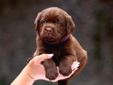 Türki̇yeni̇n En Özel Çi̇fli̇ği̇nden Labrador Yavrulari