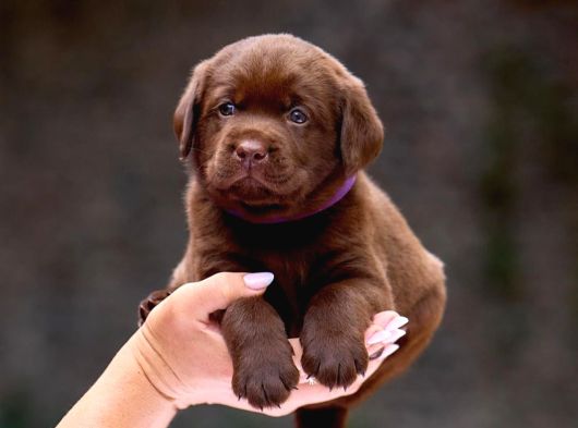 TÜRKİYENİN EN ÖZEL ÇİFLİĞİNDEN LABRADOR YAVRULARI
