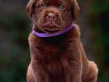 Türki̇yeni̇n En Özel Çi̇fli̇ği̇nden Labrador Yavrulari