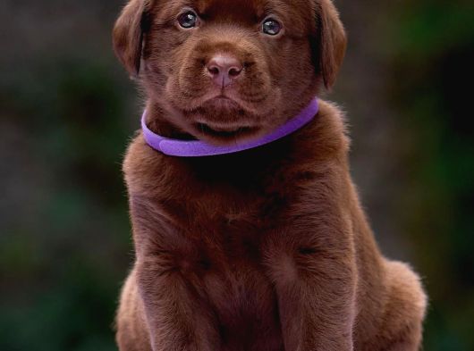 Türki̇yeni̇n En Özel Çi̇fli̇ği̇nden Labrador Yavrulari görsel