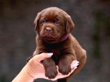 Türki̇yeni̇n En Özel Çi̇fli̇ği̇nden Labrador Yavrulari