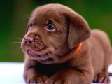 Türki̇yeni̇n En Özel Çi̇fli̇ği̇nden Labrador Yavrulari