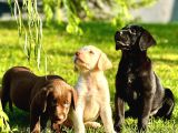 Labrador Retriever Yavrulari Istanbul