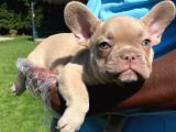 ÖZEL RENKLİ FRENCH BULLDOG YAVRULARI İSTANBUL