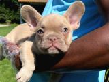 Özel Renkli̇ French Bulldog Yavrulari İstanbul