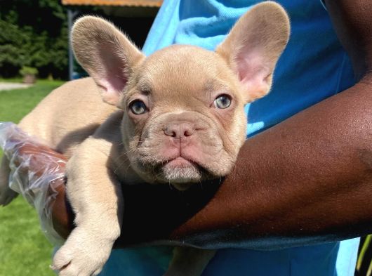 Özel Renkli̇ French Bulldog Yavrulari İstanbul görsel