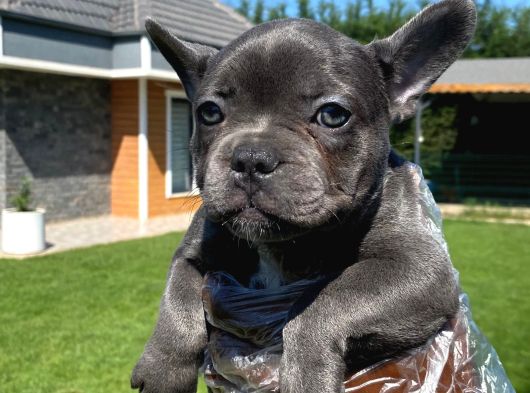 Özel Renkli̇ French Bulldog Yavrulari İstanbul görsel
