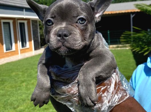 Özel Renkli̇ French Bulldog Yavrulari İstanbul görsel