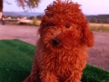 Toy poodle dişi yavrumuz