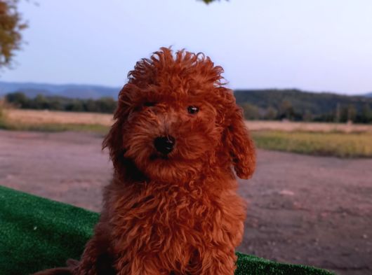 Toy Poodle Dişi Yavrumuz görsel