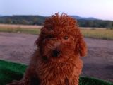 Toy Poodle Dişi Yavrumuz