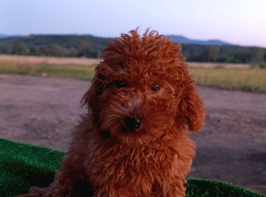 Toy Poodle Dişi Yavrumuz görsel