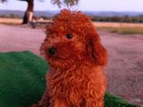 Toy Poodle Dişi Yavrumuz