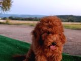 Toy Poodle Dişi Yavrumuz
