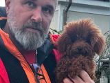 Toypoodle Sevimli Yavrular