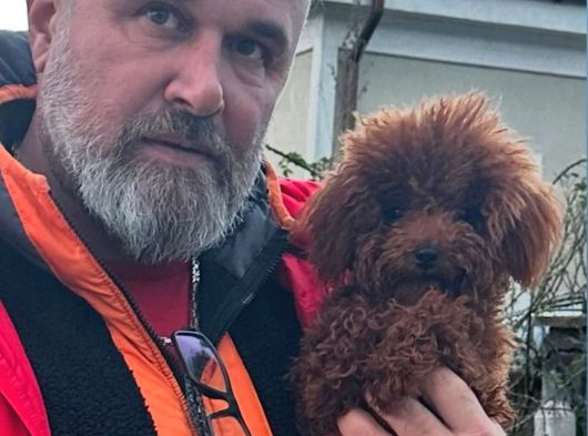 Toypoodle Sevimli Yavrular görsel