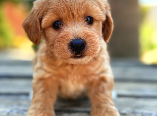 Safkan Maltipoo Bebekler