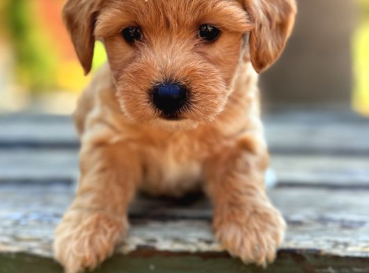 Safkan Maltipoo Bebekler görsel