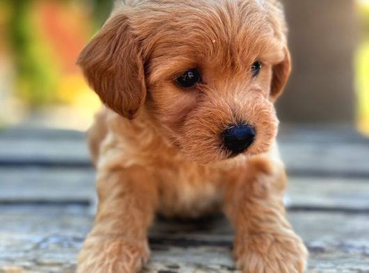 Safkan Maltipoo Bebekler görsel