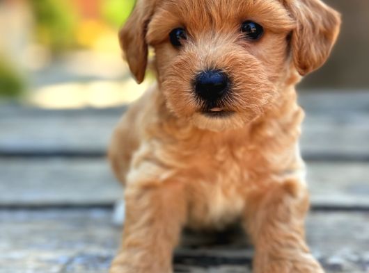 Safkan Maltipoo Bebekler görsel