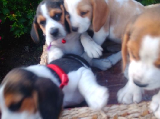 Gold Beagle Yavrular görsel