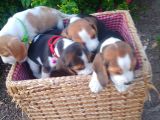 Gold Beagle Yavrular