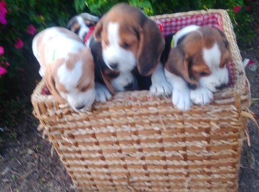 Gold Beagle Yavrular görsel