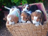 Gold Beagle Yavrular