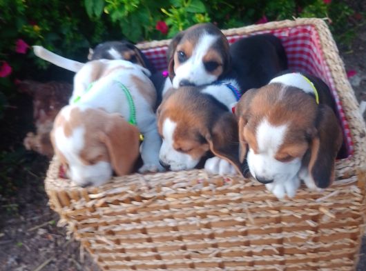 Gold Beagle Yavrular görsel