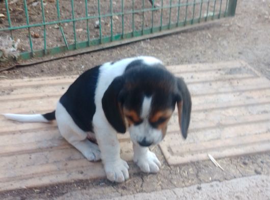 Gold Beagle Yavrular görsel