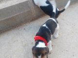 Gold Beagle Yavrular