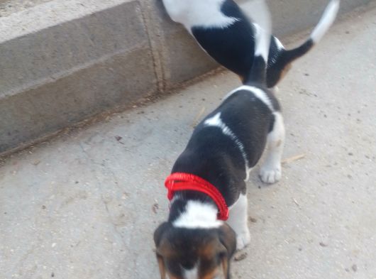 Gold Beagle Yavrular görsel