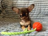Teacup çikolata chihuahua bebekler