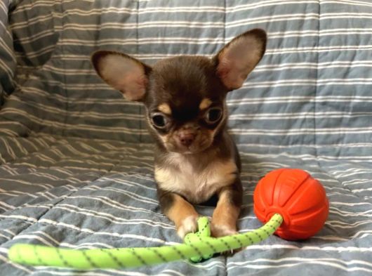 Teacup Çikolata Chihuahua Bebekler