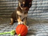 Teacup Çikolata Chihuahua Bebekler