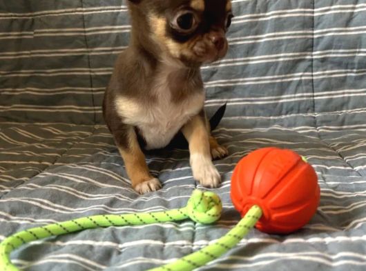 Teacup Çikolata Chihuahua Bebekler görsel