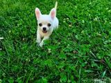 Teacup Chihuahua Bebekler