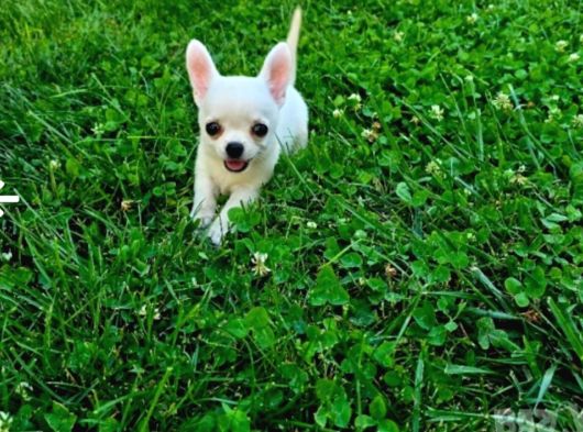 Teacup Chihuahua Bebekler görsel