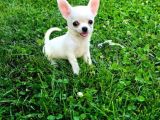 Teacup Chihuahua Bebekler