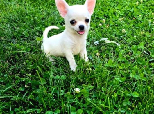 Teacup Chihuahua Bebekler görsel